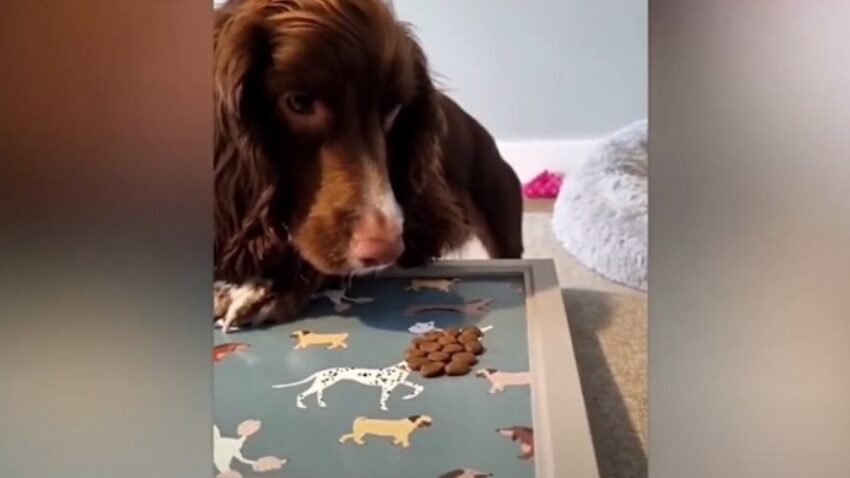 El dueño de este perro decidió gastar una divertida broma a su mascota escondiéndole sus golosinas 38