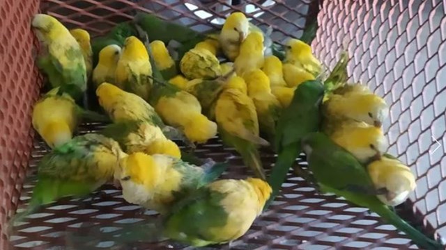 Venta ilegal de aves: secuestraron más de medio centenar de loros intoxicados 38