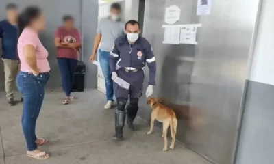 Perro ambulancia