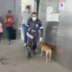 Perro ambulancia