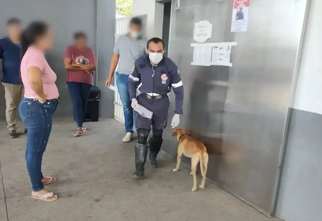 Perro ambulancia