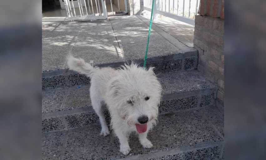 perro abandonado Neuquén