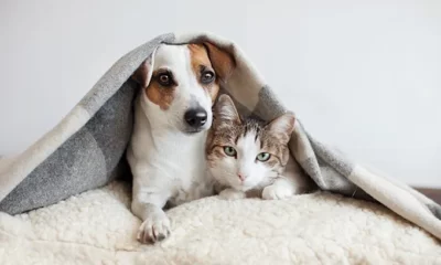 perro gato