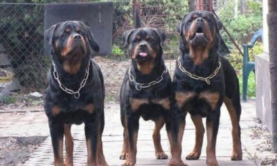 rottweilers