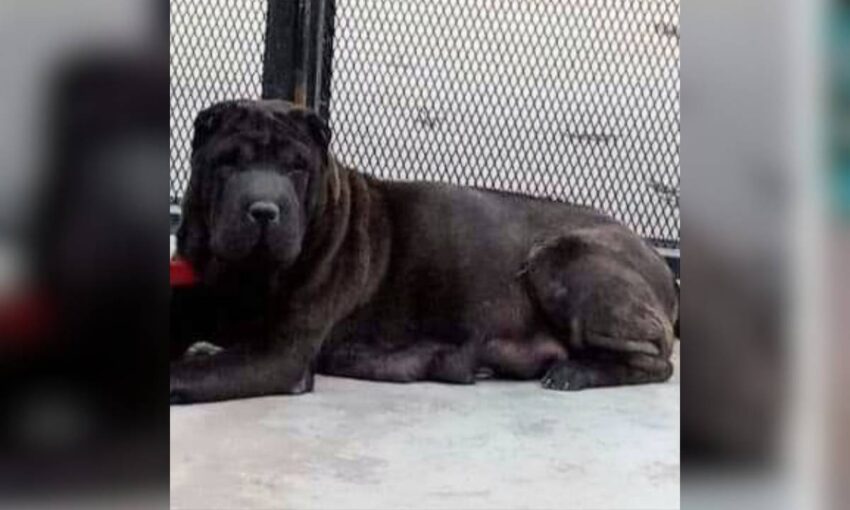 Perrita Mora Sáenz Peña