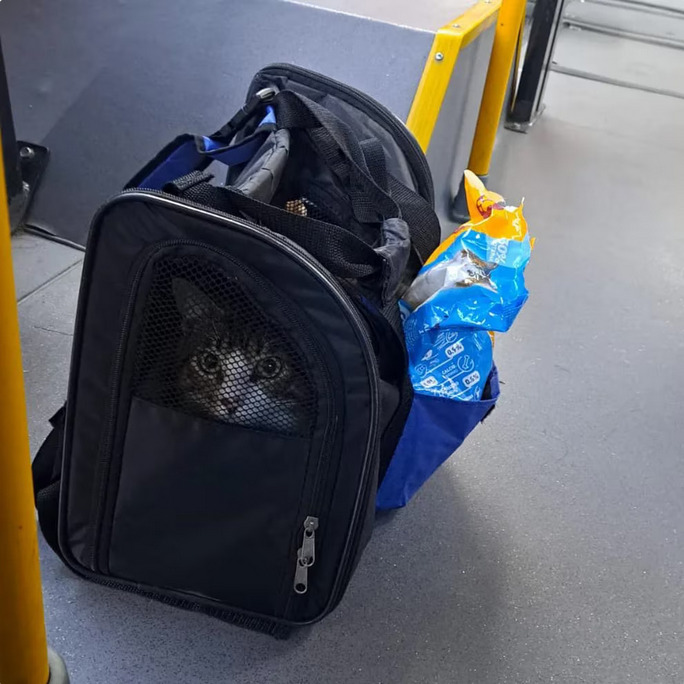 Perrita se subió a un bus de TransMilenio a “pedir ayuda” la habría agredido un hombre drogado