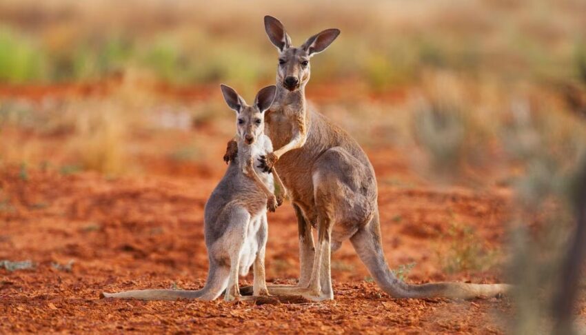 Australia analiza un sacrificio masivo de canguros para evitar que mueran de hambre 36 canguros 2