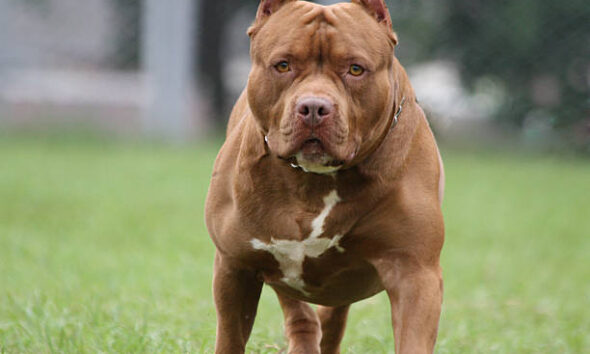 Pitbull