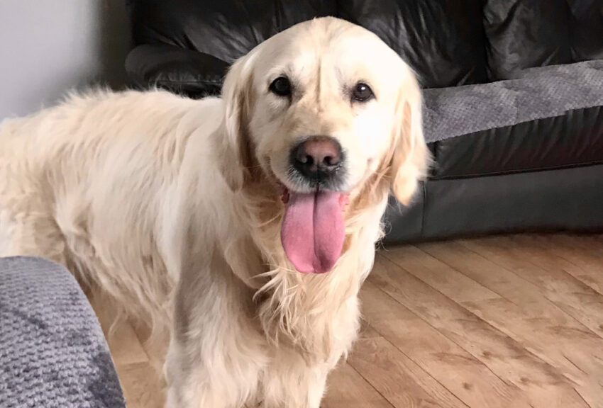 perro Golden retriever Cooper