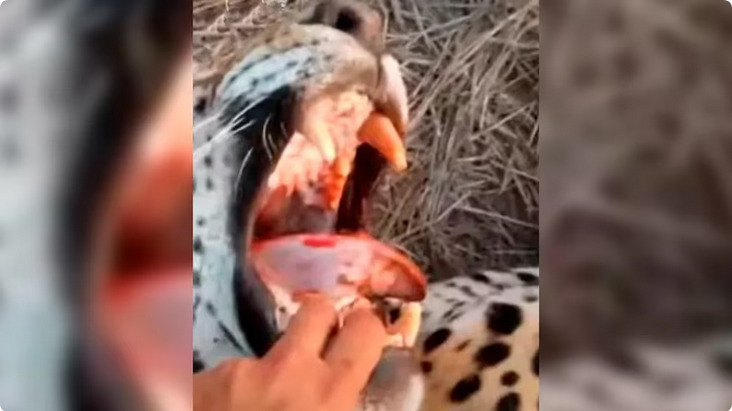 Fragmento del video con el yaguareté cazado Formosa.