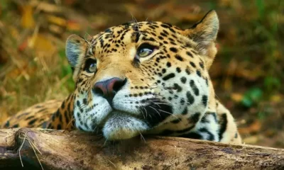 Yaguareté