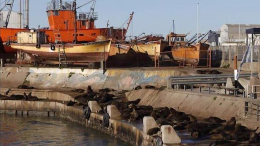Cerraron la escollera sur en Mar del Plata por casos de gripe aviar en lobos marinos 51