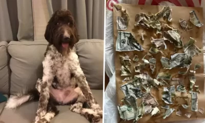 Un perro se comió USD 4.000 y dejó en shock a sus dueños en Pittsburgh