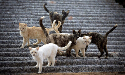 gatitos callejeros