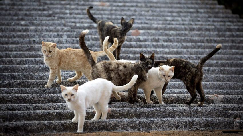 gatitos callejeros