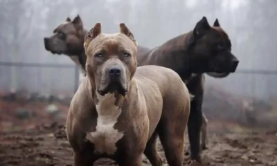 tres perros pitbull