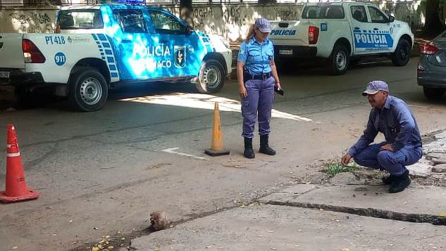 Encontraron un cráneo en pleno centro de Resistencia