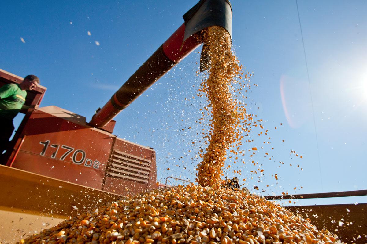 China habilitó la exportación argentina de maíz y podría comenzar en julio