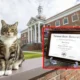 Una universidad de EEUU le otorgó a un gato un doctorado honorífico