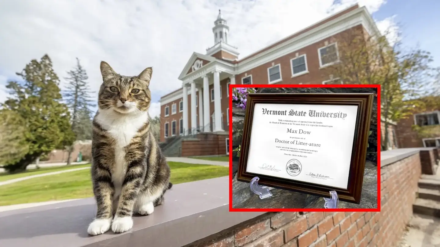 Una universidad de EEUU le otorgó a un gato un doctorado honorífico