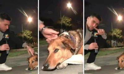 Un perro le mordió la mano en vivo al periodista Gonzalo Sorbo y el video se hizo viral