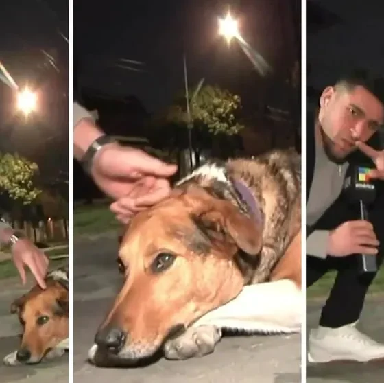 Un perro le mordió la mano en vivo al periodista Gonzalo Sorbo y el video se hizo viral