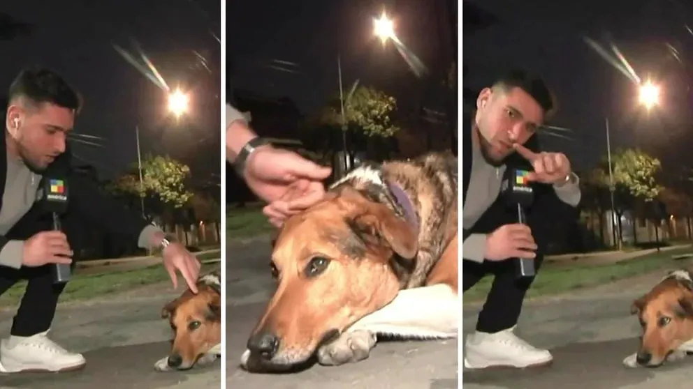 Un perro le mordió la mano en vivo al periodista Gonzalo Sorbo y el video se hizo viral