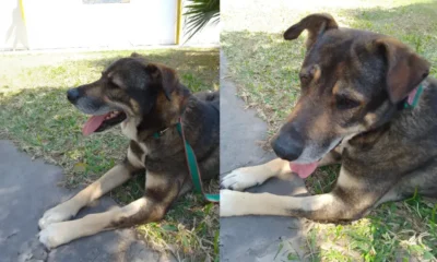 Resistencia: buscan a Steve, un perro que necesita tratamiento urgente para sobrevivir