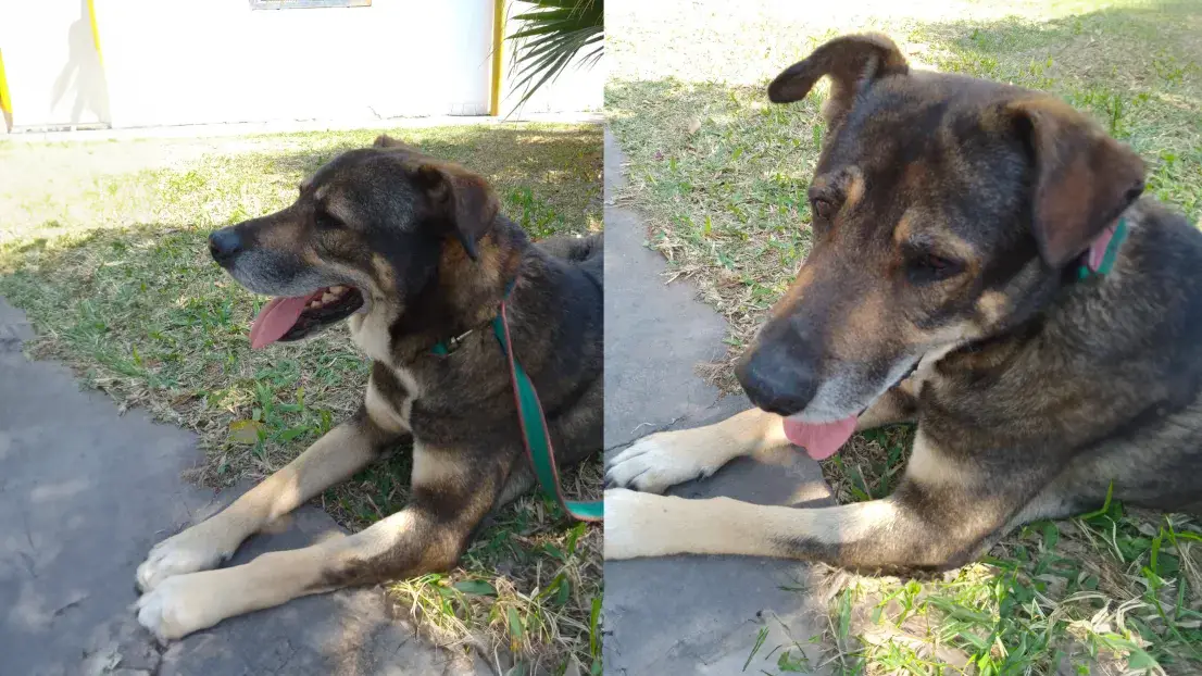 Resistencia: buscan a Steve, un perro que necesita tratamiento urgente para sobrevivir