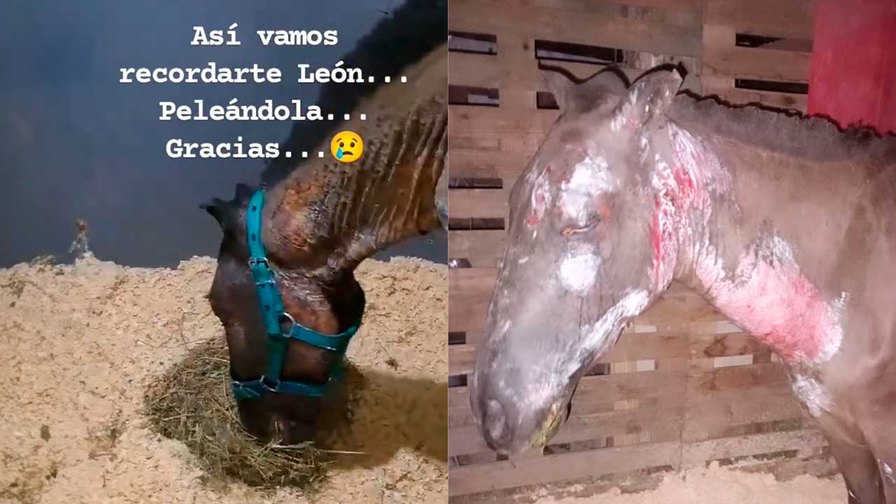 Murió Léon, el caballo que fue quemado en Barranqueras tras 15 días de sufrimiento