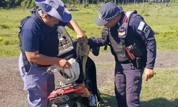 Basail: tenía dos monos en el baúl de su moto y los ofrecía a la venta