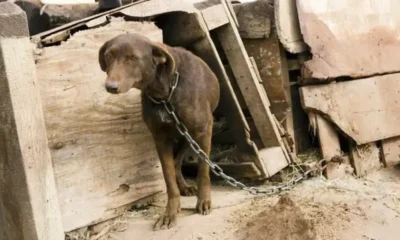 Corrientes: un perro murió atado a un portón con más de 40 grados de calor