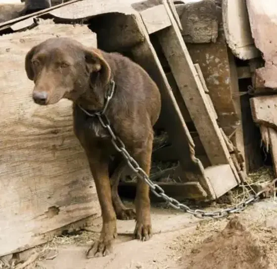 Corrientes: un perro murió atado a un portón con más de 40 grados de calor