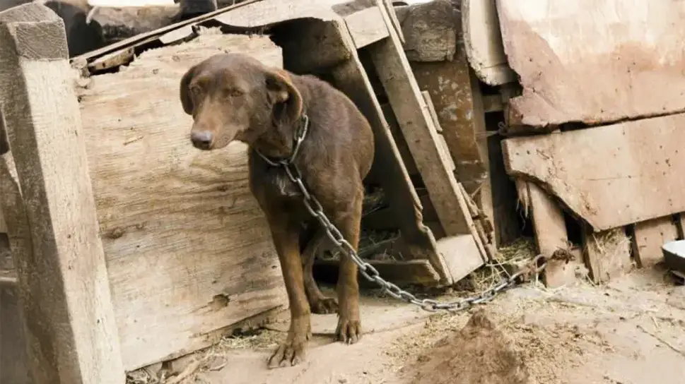 Corrientes: un perro murió atado a un portón con más de 40 grados de calor