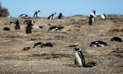 Condenaron a tres años de cárcel al empresario que aplastó con una topadora a pingüinos en Punta Tombo