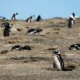 Condenaron a tres años de cárcel al empresario que aplastó con una topadora a pingüinos en Punta Tombo