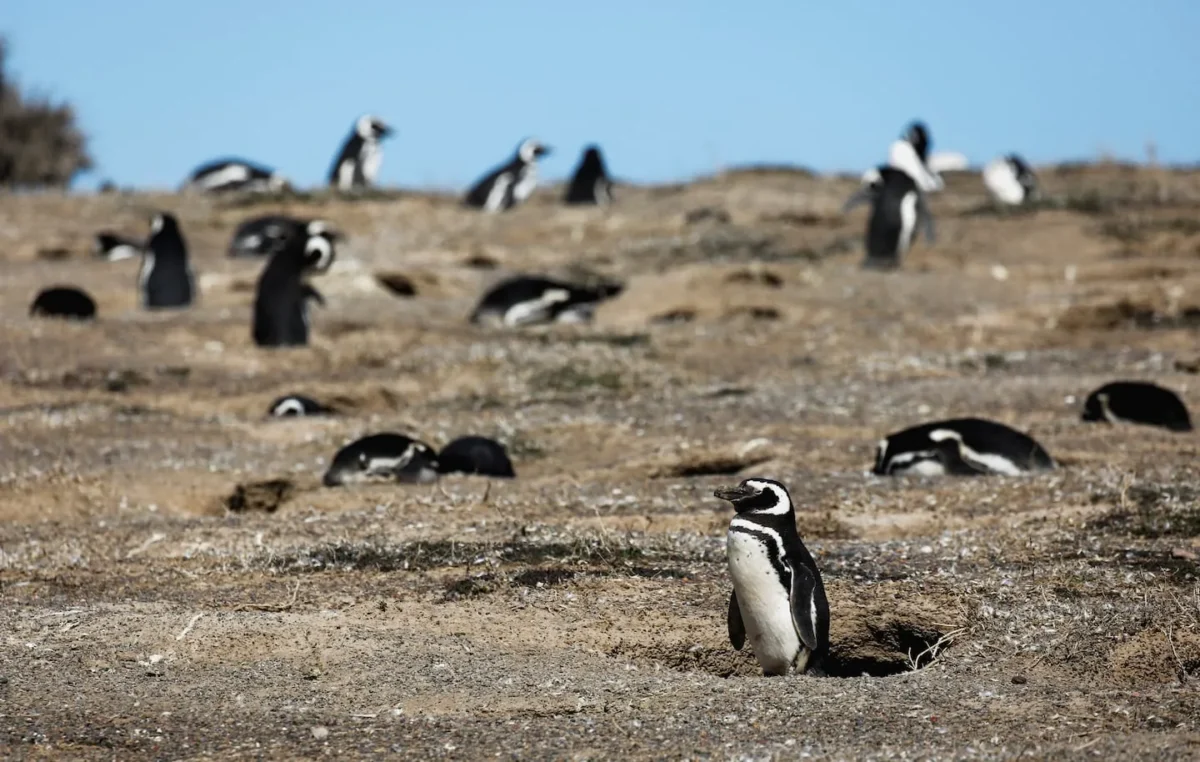 Condenaron a tres años de cárcel al empresario que aplastó con una topadora a pingüinos en Punta Tombo