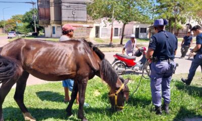 La Municipalidad de Resistencia continúa con los operativos para la erradicación de la tracción a sangre