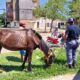 La Municipalidad de Resistencia continúa con los operativos para la erradicación de la tracción a sangre