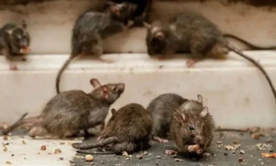 Alertan y recomiendan medidas de prevención ante un caso de Hantavirus en la provincia