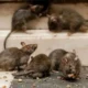 Alertan y recomiendan medidas de prevención ante un caso de Hantavirus en la provincia