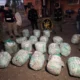 Incautaron más de 230 kilos de marihuana tras un allanamiento en un campo de La Leonesa