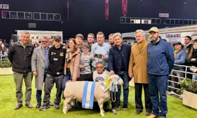 Chaco celebró un nuevo triunfo ganadero en Palermo: un ejemplar White Dorper fue consagrado Gran Campeón