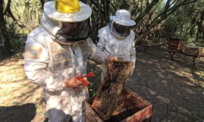 Chaco lidera la producción de miel orgánica en la Argentina