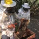 Chaco lidera la producción de miel orgánica en la Argentina