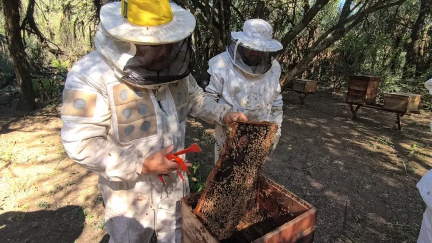 Chaco lidera la producción de miel orgánica en la Argentina 38 Chaco lidera la producción de miel orgánica en la Argentina