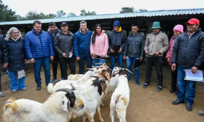 Productores de El Impenetrable recibieron animales de raza Boer para mejorar la genética caprina