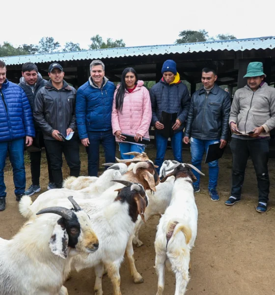 Productores de El Impenetrable recibieron animales de raza Boer para mejorar la genética caprina