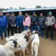 Productores de El Impenetrable recibieron animales de raza Boer para mejorar la genética caprina 43 Productores de El Impenetrable recibieron animales de raza Boer para mejorar la genética caprina