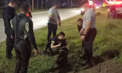 Rescataron a un perro que cayó en una alcantarilla sobre la colectora de la Ruta 16